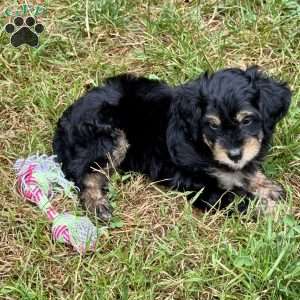 Finnick, Mini Bernedoodle Puppy