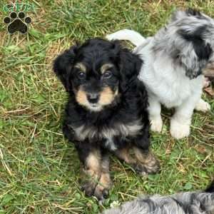 Finnick, Mini Bernedoodle Puppy