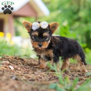 Fiona, Yorkie Puppy