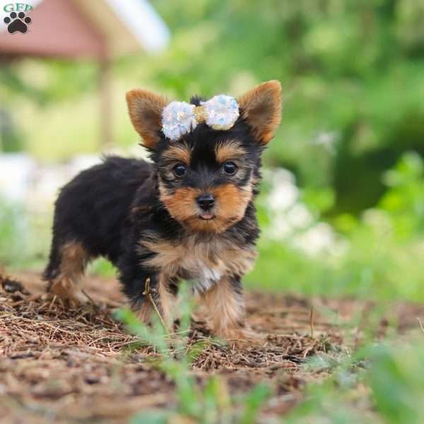 Fiona, Yorkie Puppy
