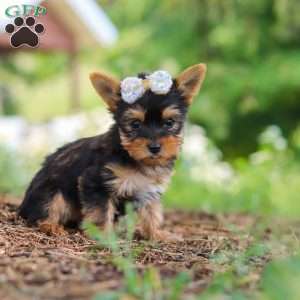 Fiona, Yorkie Puppy