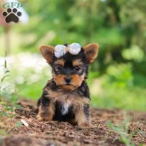 Fiona, Yorkie Puppy