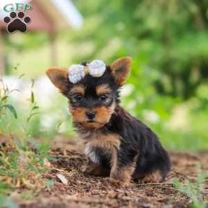 Fiona, Yorkie Puppy