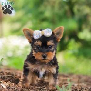 Fiona, Yorkie Puppy