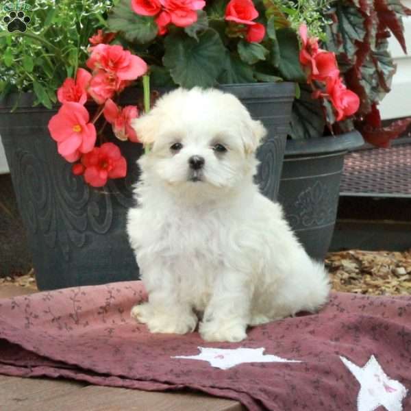 Fiona, Maltese Puppy