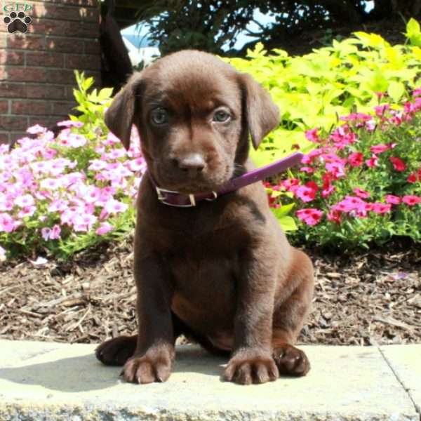 Fiona, Chocolate Labrador Retriever Puppy