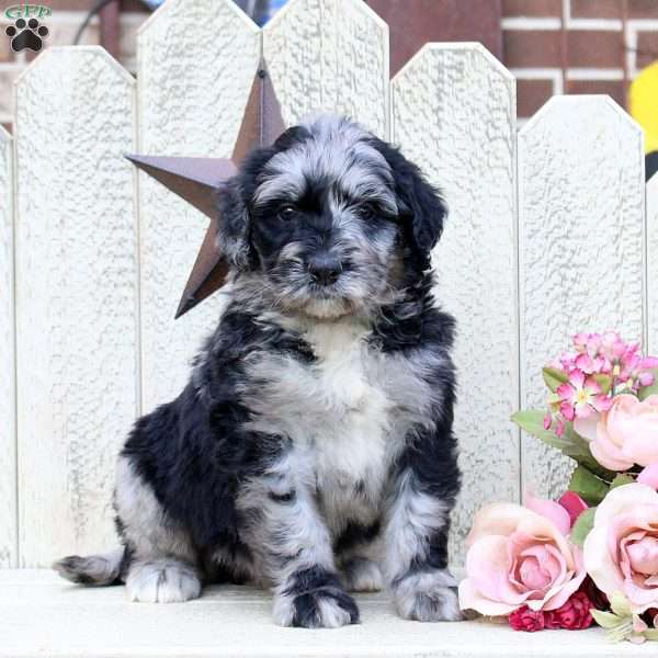 Fiona, Bernedoodle Puppy