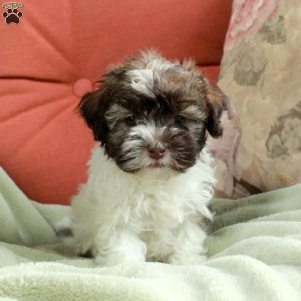 Fiona, Havanese Puppy
