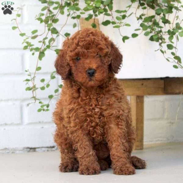 Fiona, Miniature Poodle Puppy