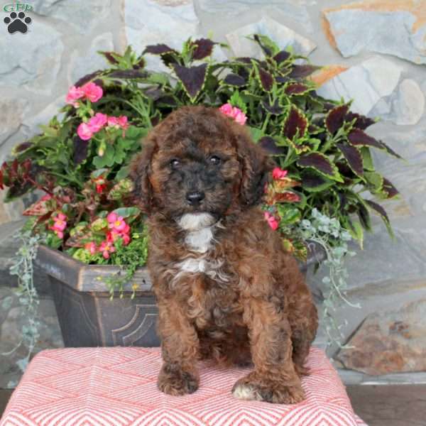 Fiona, Miniature Poodle Puppy