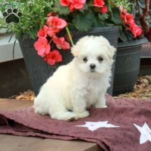 Fiona, Maltese Puppy