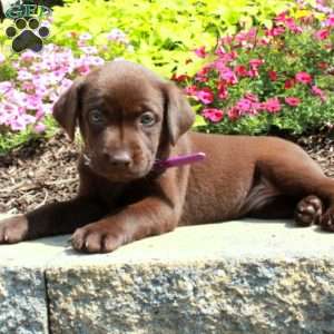 Fiona, Chocolate Labrador Retriever Puppy