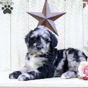 Fiona, Bernedoodle Puppy