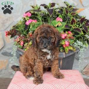 Fiona, Miniature Poodle Puppy