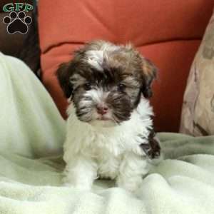 Fiona, Havanese Puppy