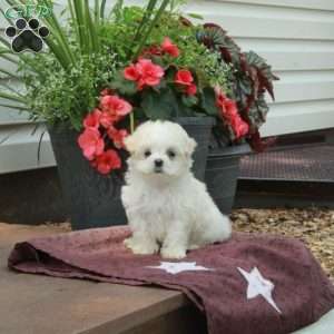 Fiona, Maltese Puppy