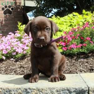 Fiona, Chocolate Labrador Retriever Puppy
