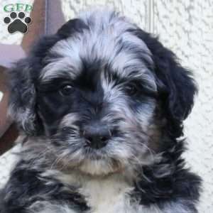Fiona, Bernedoodle Puppy