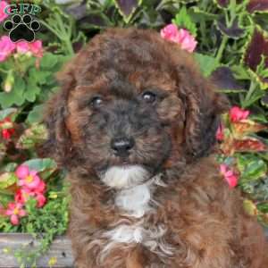 Fiona, Miniature Poodle Puppy