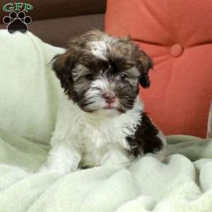 Fiona, Havanese Puppy