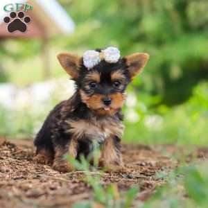Fiona, Yorkie Puppy