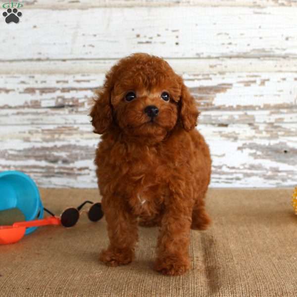 Fire, Miniature Poodle Puppy