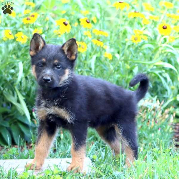 Fireworks, German Shepherd Puppy