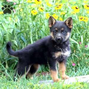 Fireworks, German Shepherd Puppy