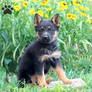 Fireworks, German Shepherd Puppy