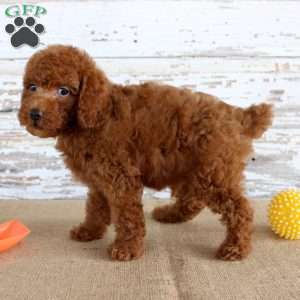 Flame, Miniature Poodle Puppy