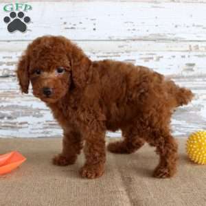 Flame, Miniature Poodle Puppy