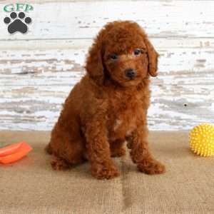 Flame, Miniature Poodle Puppy
