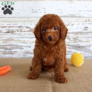 Flame, Miniature Poodle Puppy