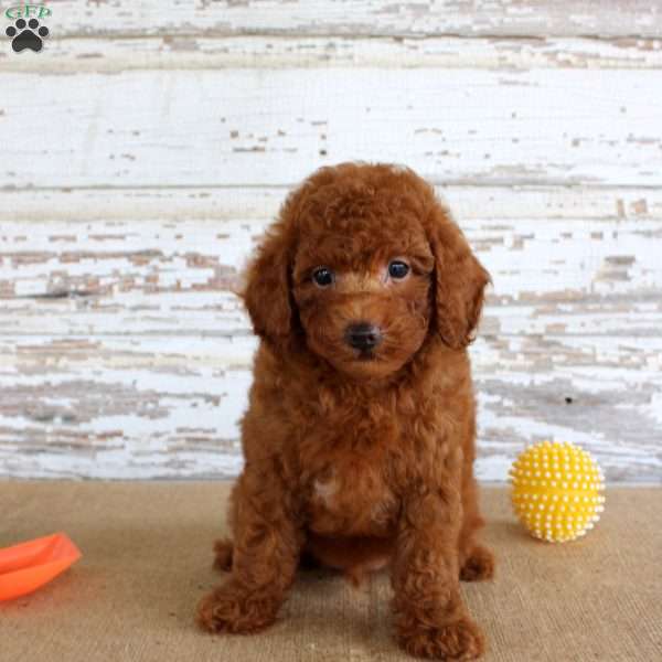 Flame, Miniature Poodle Puppy