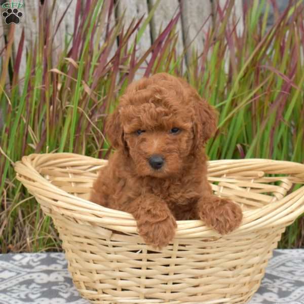 Flannel, Mini Goldendoodle Puppy