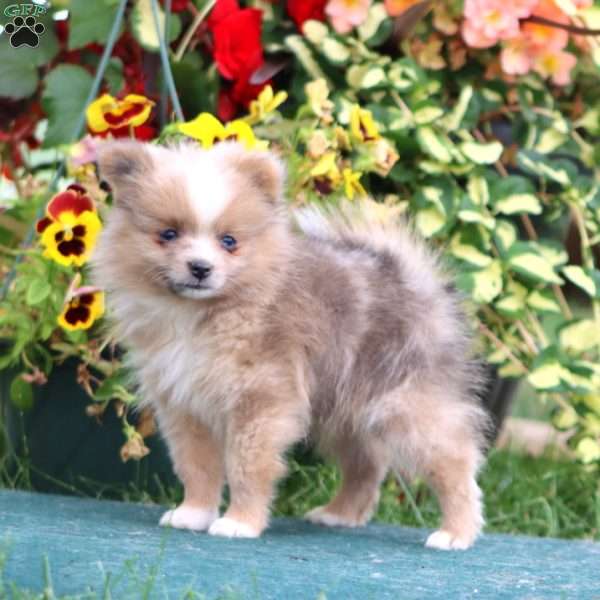 Flash, Pomeranian Puppy