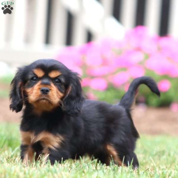 Flash, Cavalier King Charles Spaniel Puppy
