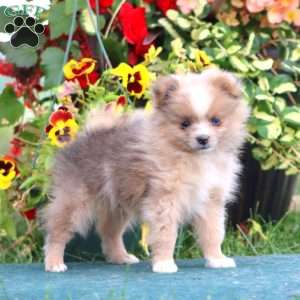 Flash, Pomeranian Puppy