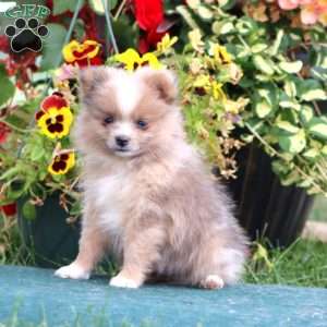 Flash, Pomeranian Puppy