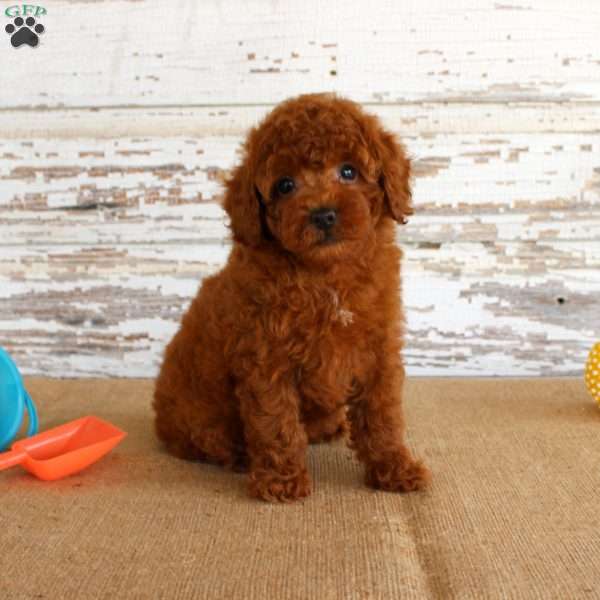 Flash, Miniature Poodle Puppy