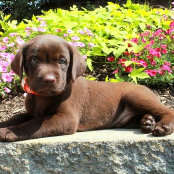 Fletcher, Chocolate Labrador Retriever Puppy