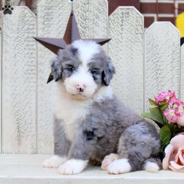Fletcher, Bernedoodle Puppy