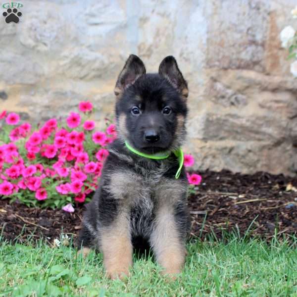 Fletcher, German Shepherd Puppy