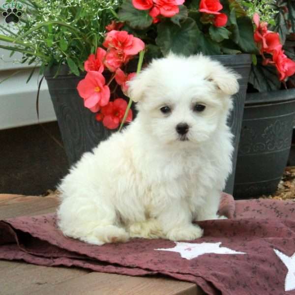 Fletcher, Maltese Puppy