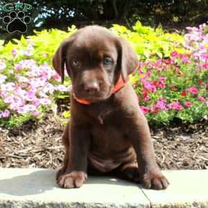 Fletcher, Chocolate Labrador Retriever Puppy