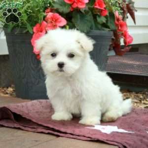 Fletcher, Maltese Puppy