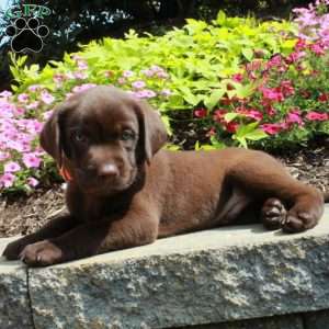 Fletcher, Chocolate Labrador Retriever Puppy