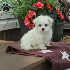 Fletcher, Maltese Puppy