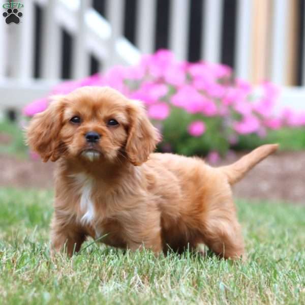 Flexus, Cavalier King Charles Spaniel Puppy