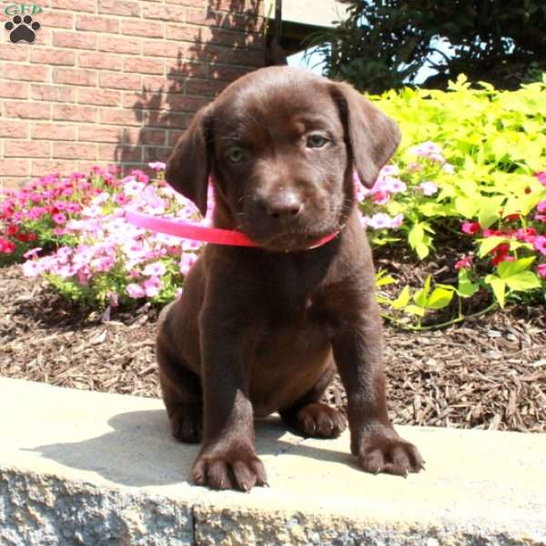 Flora, Chocolate Labrador Retriever Puppy